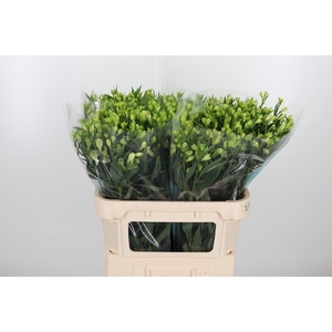 Alstroemeria White Pearls 90 Gram