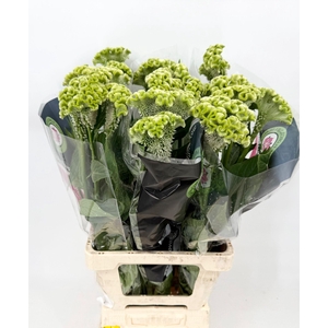 Celosia Cristata Green