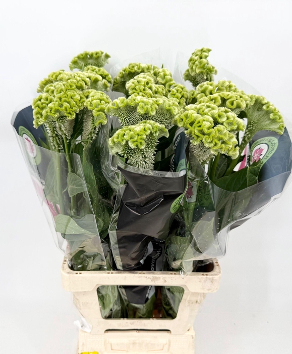 <h4>Celosia Cristata Green</h4>