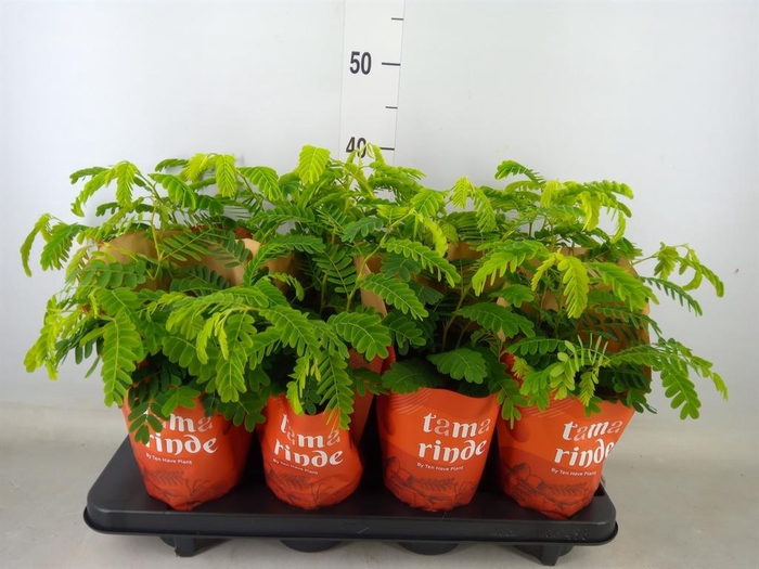 <h4>Tamarindus indica</h4>