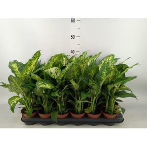 Dieffenbachia  'Compacta'