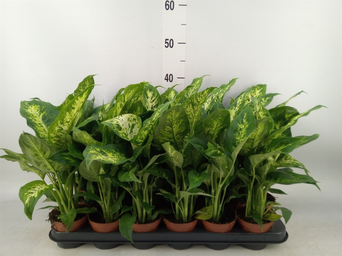 <h4>Dieffenbachia  'Compacta'</h4>