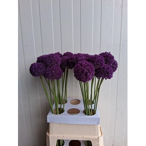 ALLIUM AMBASSADOR