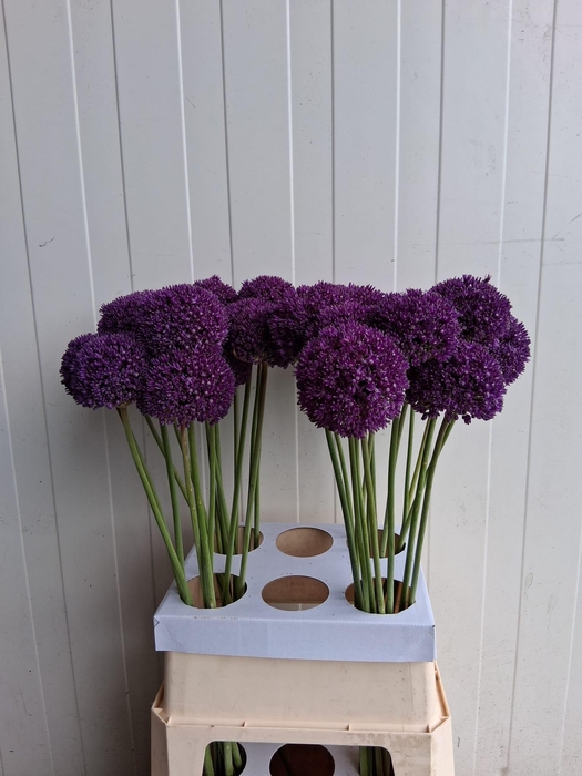 <h4>ALLIUM AMBASSADOR</h4>