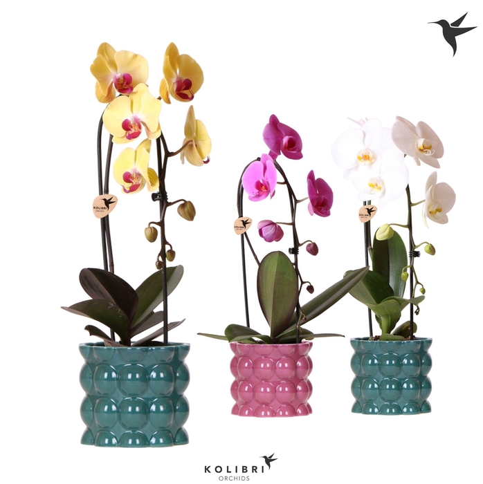 <h4>Kolibri Orchids Cascade Niagara Fall mix 1 spike in Cotton pot green mix</h4>