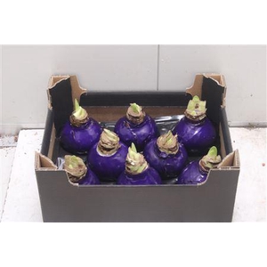 Amaryllis Bol Paars