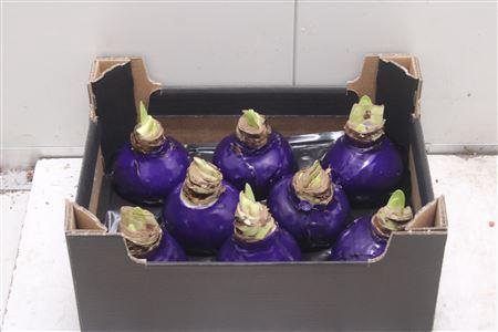 <h4>Amaryllis Bol Paars</h4>
