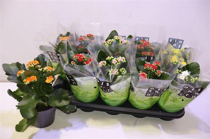 <h4>Kal Ge Gem 5 Kl</h4>