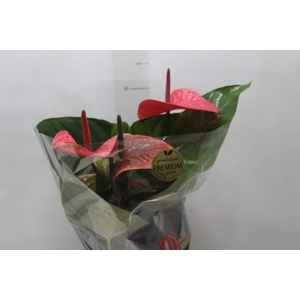 ANTHURIUM VARIADO P17 PREMIUM