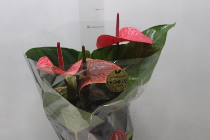 <h4>ANTHURIUM VARIADO P17 PREMIUM</h4>