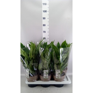 Spathiphyllum  'Diamond'