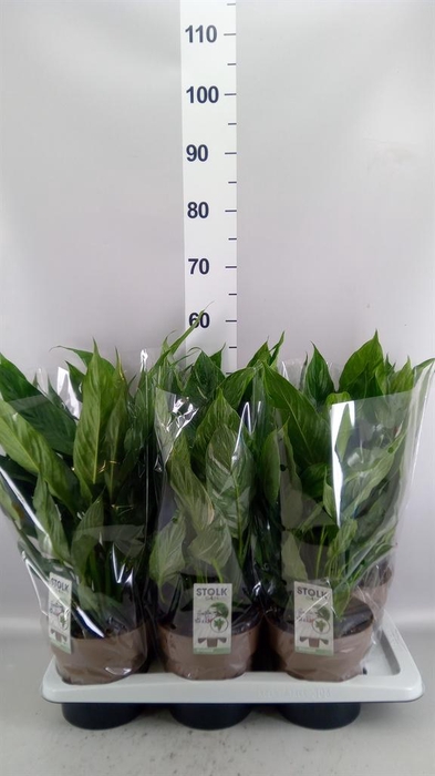 <h4>Spathiphyllum  'Diamond'</h4>