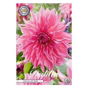 Dahlia Cafe au lait Rose x 1