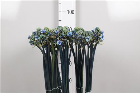 <h4>Ornit Klb H% Blauw</h4>