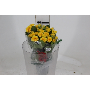 ROSA SPRAY SUNTAN 040 CM