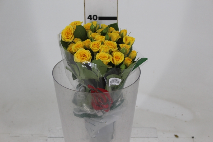 ROSA SPRAY SUNTAN 040 CM