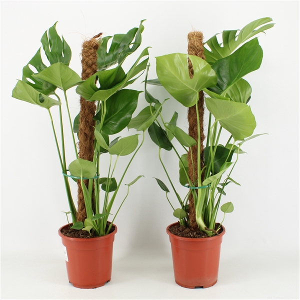 <h4>Monstera Deliciosa Mosstok P19</h4>