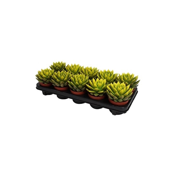 <h4>Echeveria coloured festival yellow</h4>