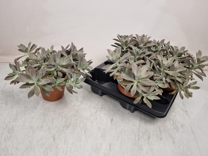 <h4>SUCC OV</h4>