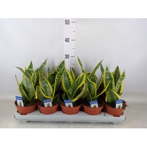 Sansevieria trifa. 'Futura Superba'