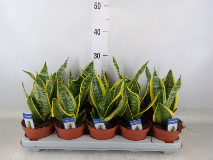 <h4>Sansevieria trifa. 'Futura Superba'</h4>