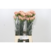 Dianthus St Honey