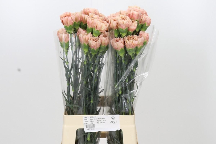 <h4>Dianthus St Honey</h4>