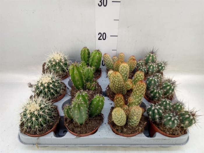 <h4>Cactus   ...mix</h4>