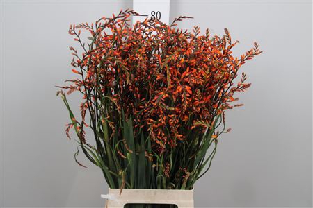 <h4>Crocosmia Lucifer</h4>