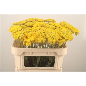 Achillea F Park Variety