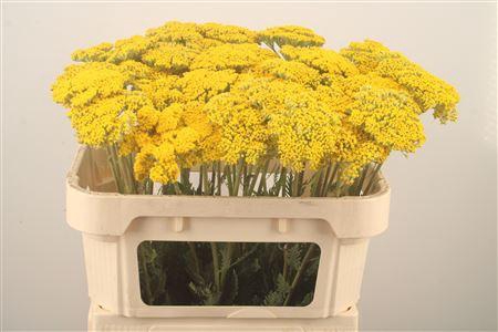 <h4>Achillea F Park Variety</h4>