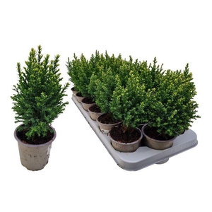 !! PROMO !! CHAM L SNOW WHITE P09