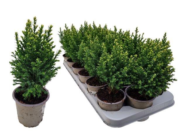 <h4>!! PROMO !! CHAM L SNOW WHITE P09</h4>