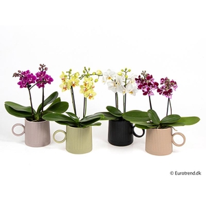 PHALAENOPSIS-HYBRID E 4291