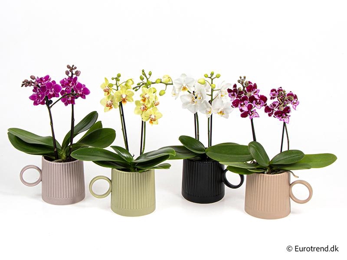 <h4>PHALAENOPSIS-HYBRID E 4291</h4>