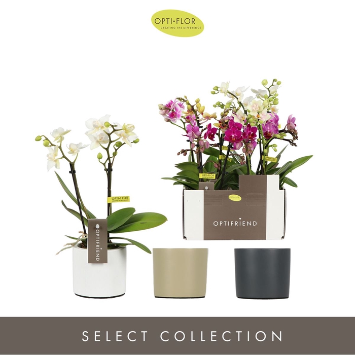 <h4>Phalaenopsis multi.   ...mix  5</h4>