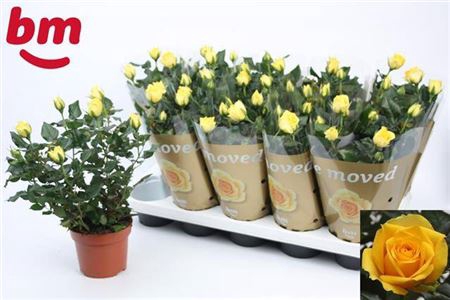 <h4>Ro Yellow B Monde</h4>
