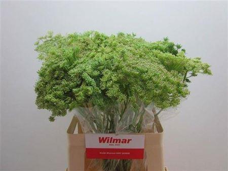 <h4>Ammi Vis Green Mist 70cm</h4>