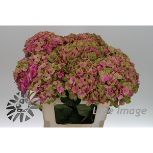 Hydrangea mag coral