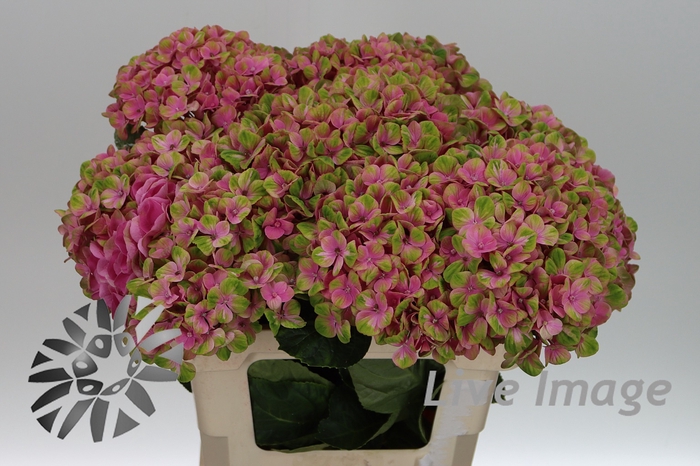 <h4>Hydrangea mag coral</h4>