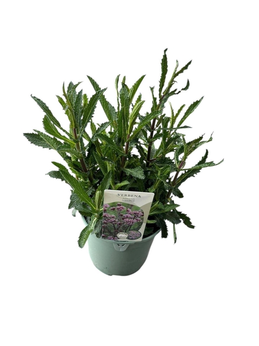 <h4>Verbena bonariensis</h4>