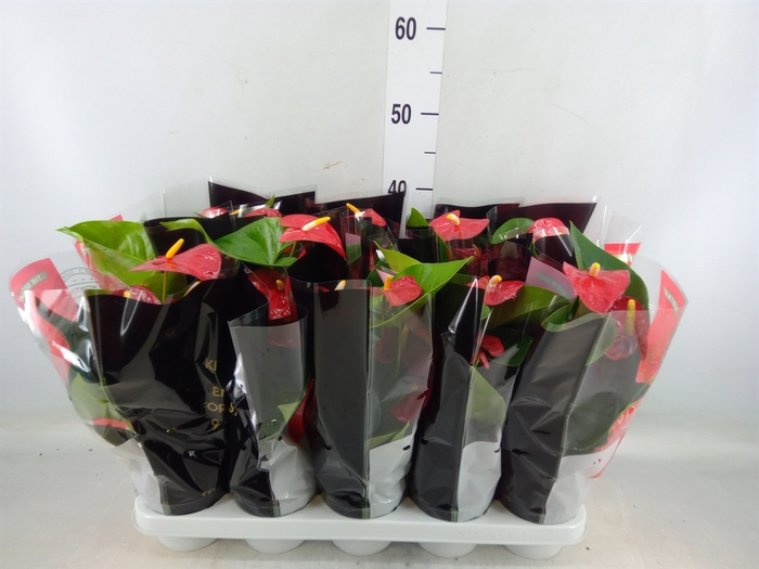 <h4>Anthurium andr. 'Royal Champion'</h4>