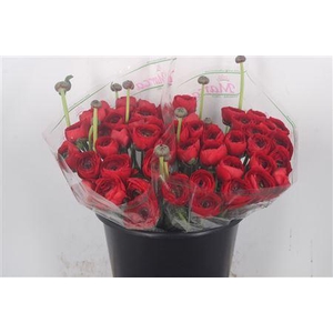 Ran.. Su Valentino Extra