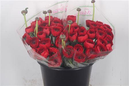 <h4>Ran.. Su Valentino Extra</h4>