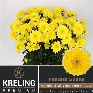 Chr T Pastela Sunny