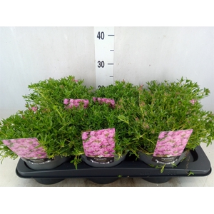 Saponaria  'Bressingham'