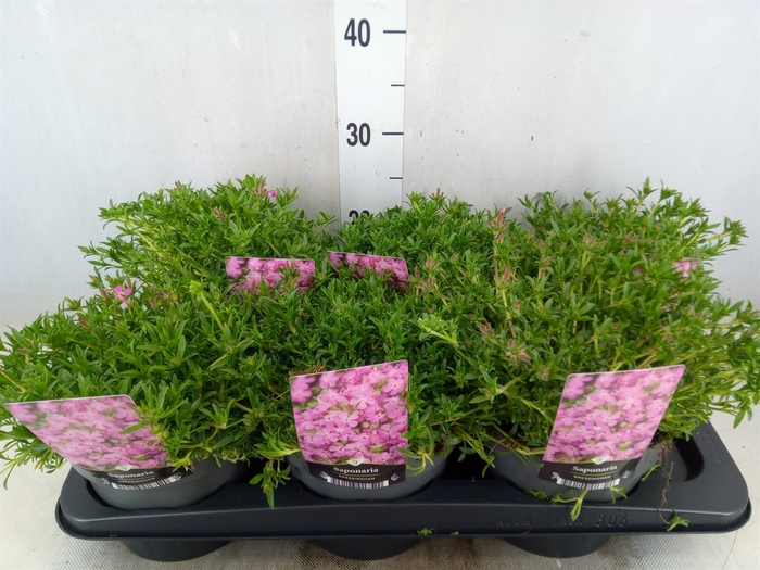 <h4>Saponaria  'Bressingham'</h4>