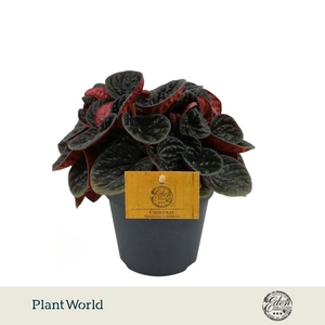 Peperomia Chocolat, 12cm