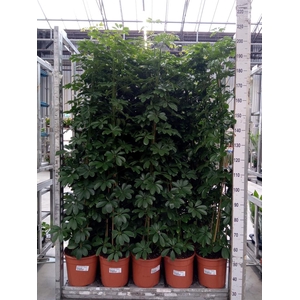 Schefflera arbor. 'Compacta'