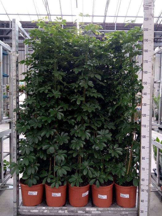 <h4>Schefflera arbor. 'Compacta'</h4>